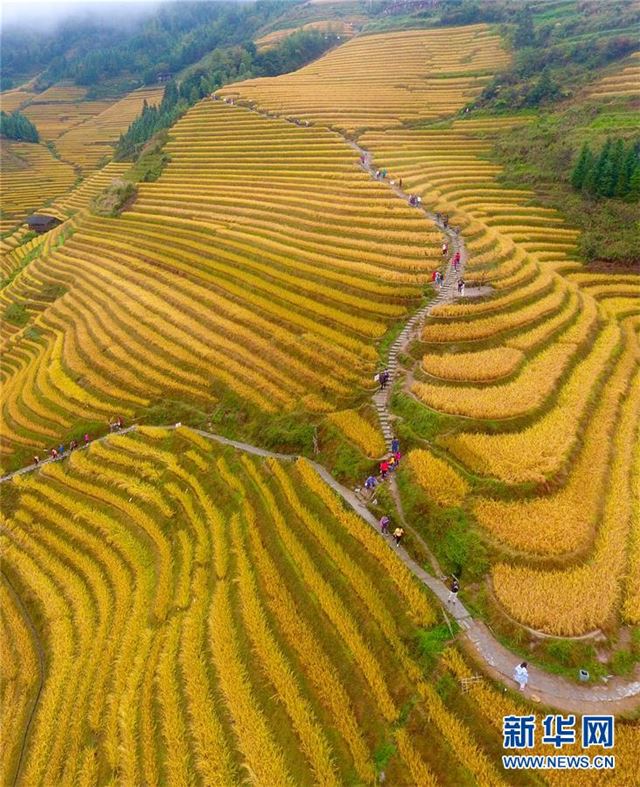 （美丽中国）（2）广西龙胜：梯田秋色