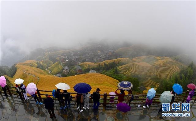 （美丽中国）（3）广西龙胜：梯田秋色