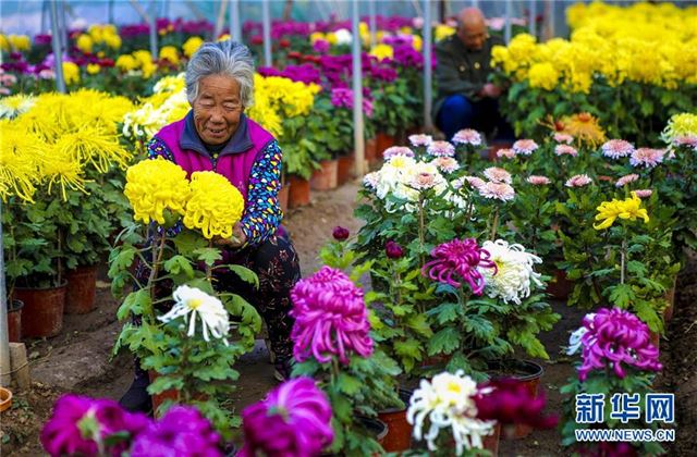 （社会）（1）河北饶阳：菊花飘香助脱贫