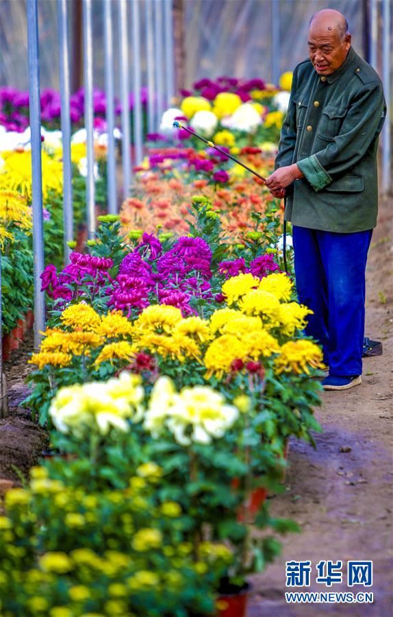 （社会）（2）河北饶阳：菊花飘香助脱贫