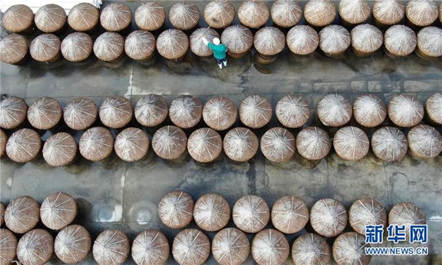 #（经济）（1）江苏如皋：小萝卜深加工促增收