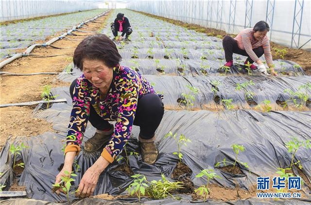 （经济）（1）河北深州：建设现代农业园区助推乡村振兴
