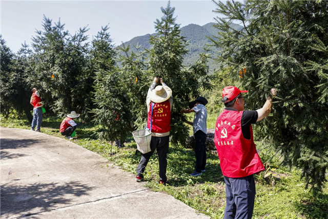 林农香榧丰收季，党员助力来帮忙