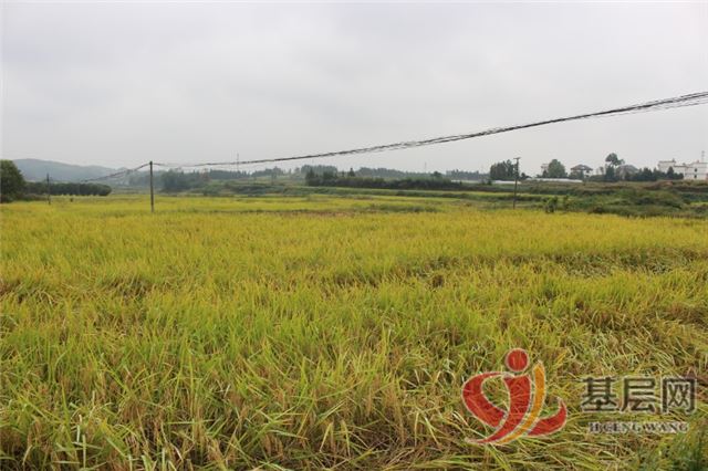 09412769496535275_75.jpg 09412769496535275_75.jpg