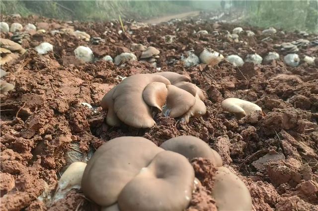 10072249066769159_106.jpg 10072249066769159_106.jpg